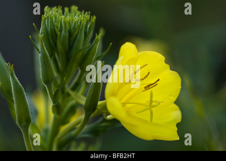 Oenothera Biennis, Nachtkerze Stockfoto