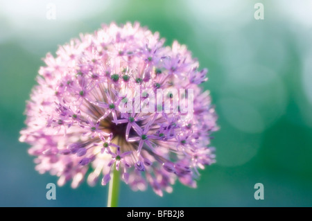 Giant Allium, Allium Giganteum, lila kugelförmige Blüten Zier Zwiebel. Stockfoto