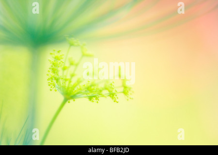 Anethum Graveolens, Dill Pflanze Kraut Blüte gelb Dolde Form. Stockfoto