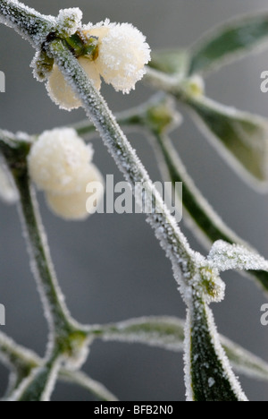 Pflanzen, Zweig der Viscum Album oder Beeren der Mistel mit Frost drauf im winter Stockfoto