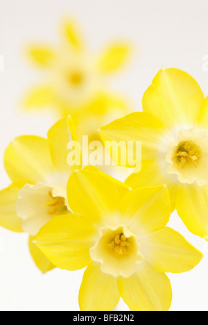 Pflanze, Blume, gelb, Narzisse Narzissen Pieper Narzisse Blumen Stockfoto