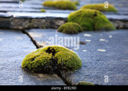 Büschel Moos auf einem grauen Schieferdach in Bellerby in den Yorkshire Dales. Stockfoto