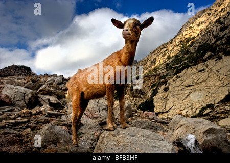 Ziege, Cala Boquer in der Nähe von Port Pollenca, Mallorca Stockfoto