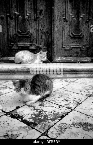 Streunende Katzen saßen auf den Stufen der Kathedrale Mariä Himmelfahrt der Jungfrau Maria (Velika Gospa), Dubrovnik, Kroatien Stockfoto