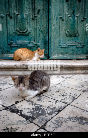 Streunende Katzen saßen auf den Stufen der Kathedrale Mariä Himmelfahrt der Jungfrau Maria (Velika Gospa), Dubrovnik, Kroatien Stockfoto