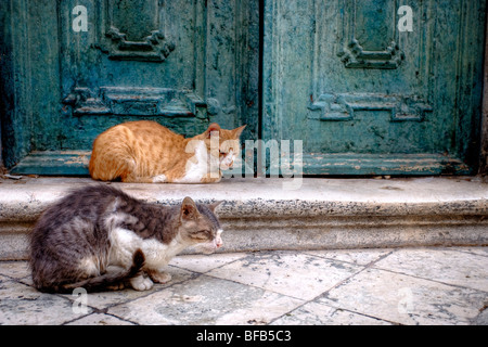 Streunende Katzen saßen auf den Stufen der Kathedrale Mariä Himmelfahrt der Jungfrau Maria (Velika Gospa), Dubrovnik, Kroatien Stockfoto