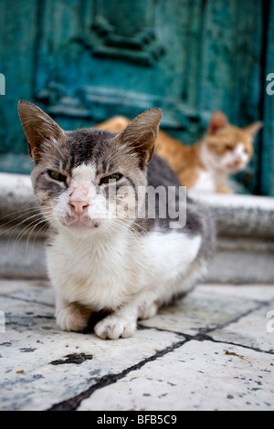 Streunende Katzen saßen auf den Stufen der Kathedrale Mariä Himmelfahrt der Jungfrau Maria (Velika Gospa), Dubrovnik, Kroatien Stockfoto