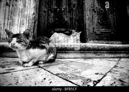 Streunende Katzen saßen auf den Stufen der Kathedrale Mariä Himmelfahrt der Jungfrau Maria (Velika Gospa), Dubrovnik, Kroatien Stockfoto