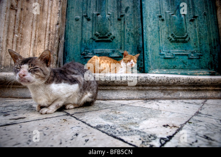 Streunende Katzen saßen auf den Stufen der Kathedrale Mariä Himmelfahrt der Jungfrau Maria (Velika Gospa), Dubrovnik, Kroatien Stockfoto