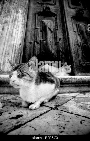 Streunende Katzen saßen auf den Stufen der Kathedrale Mariä Himmelfahrt der Jungfrau Maria (Velika Gospa), Dubrovnik, Kroatien Stockfoto