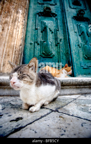 Streunende Katzen saßen auf den Stufen der Kathedrale Mariä Himmelfahrt der Jungfrau Maria (Velika Gospa), Dubrovnik, Kroatien Stockfoto