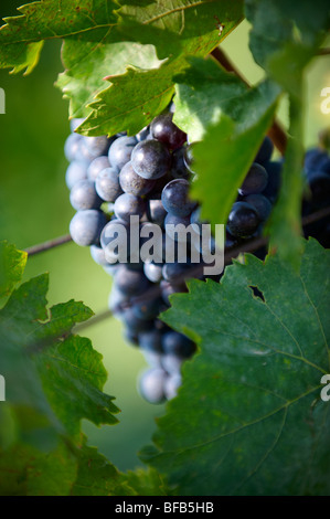 Trauben in den Weinbergen von Villány (Villány) Weinberge, Ungarn. Stockfoto