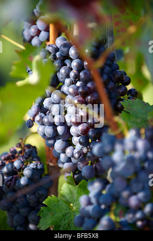 Trauben in den Weinbergen von Villány (Villány) Weinberge, Ungarn. Stockfoto