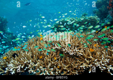 Blau-grüne Chromis Schulbildung über Finger Korallen Unterwasser Menjangan island Stockfoto