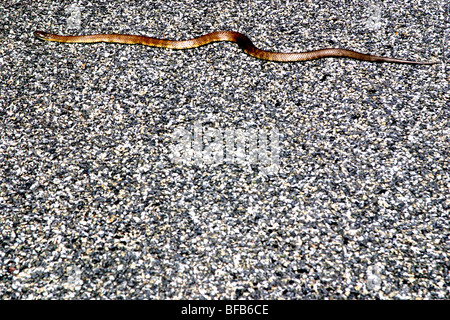 König Braun (oder Mulga) Schlange auf einer Straße, Australien Stockfoto