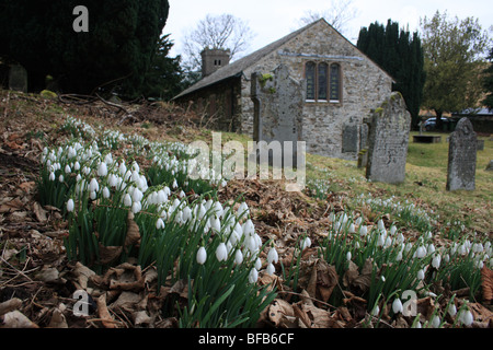 Schneeglöckchen auf dem Friedhof der St. Johns in der Vale Kirche, Cumbria. Stockfoto