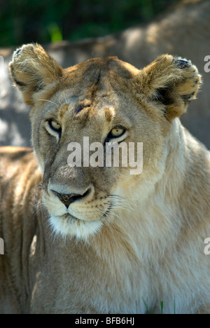 Löwin portrait Stockfoto