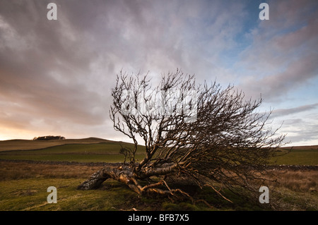 Vom Wind verwehten Baum auf Caldbeck fiel, Cumbria, UK Stockfoto