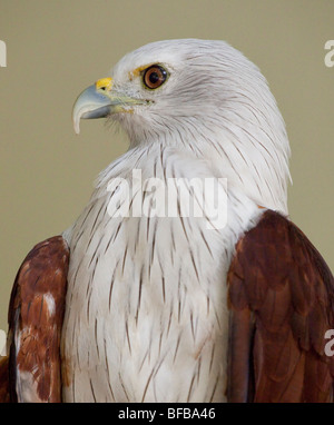 White-bellied Fischadler, Haliaeetus Leucogaster, White-bellied Sea Eagle, Lang Laut/Siput (Malaiisch) Stockfoto