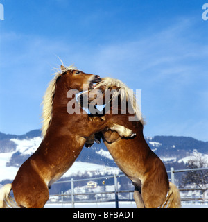 zwei Haflinger-Fohlen tänzelnden zusammen Stockfoto