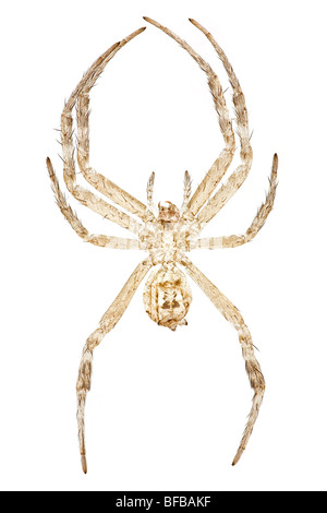 Argiope Aetherea Str. Andrews Kreuz Spinne, Hellfeld Mikrophotographie Stockfoto