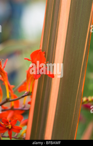 Die Crocosmia-Anlage an Tatton Park Stockfoto