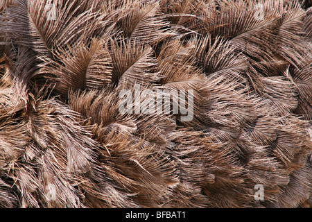 Strauß Vogel braune Feder Closeup Hintergrund Stockfoto