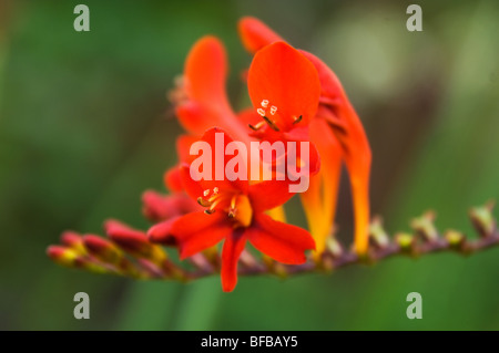 Die Crocosmia-Anlage an Tatton Park Stockfoto