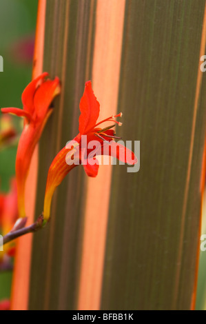 Die Crocosmia-Anlage an Tatton Park Stockfoto