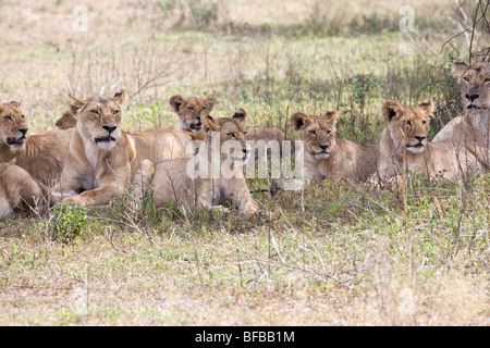 Ein Rudel Löwen Panthera Leo Zuflucht vor der Hitze der Sonne in Ndutu, Tansania Stockfoto