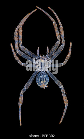 Argiope Aetherea Str. Andrews Kreuz Spinne, Dunkelfeld Mikrophotographie Stockfoto