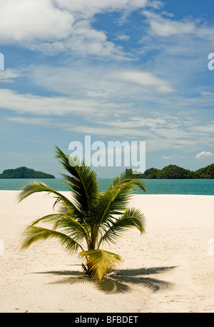 Eine kleine Palme an einem einsamen Strand in Tanjung Rhu in Langkawi, Malaysia. Stockfoto