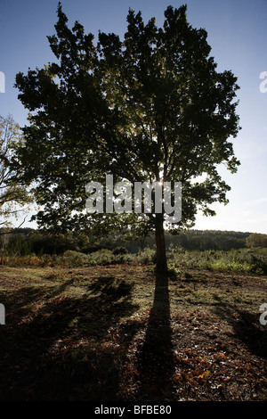 Unreife Eiche in späten Herbstsonne getaucht Stockfoto