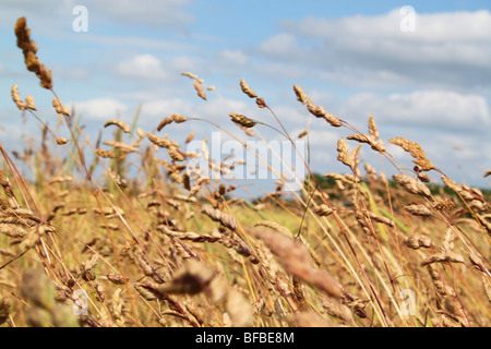 Weizenfelder, biegen im Wind, Berkshire, UK Stockfoto