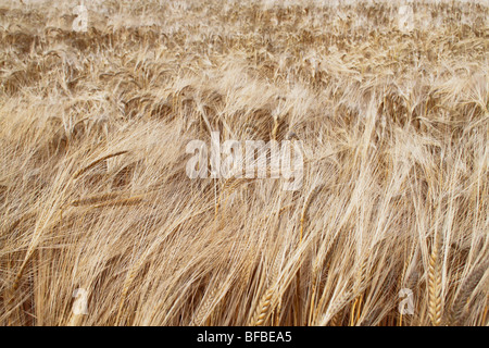 Weizenfelder, biegen im Wind, Berkshire, UK Stockfoto