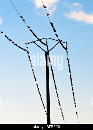 Herde von Staren Schlafplatz auf hochgespannte Strom Kabel - Frankreich. Stockfoto