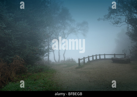 Bäume im Nebel Heide Hindhead Surrey Stockfoto