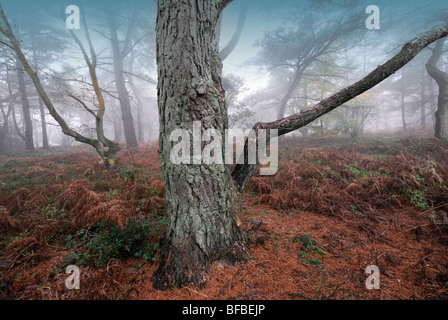 Bäume im Nebel Heide Hindhead Surrey Stockfoto