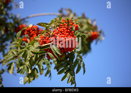 Ebereschenbeere mit Blätter auf Himmelshintergrund, september Stockfoto