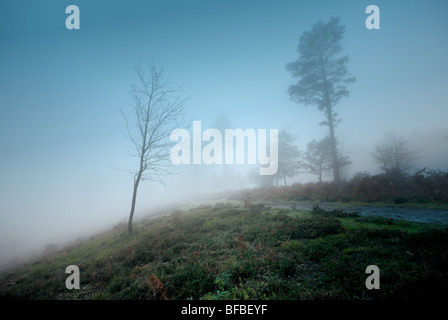 Bäume im Nebel Heide Hindhead Surrey Stockfoto