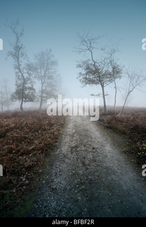 Bäume im Nebel Heide Hindhead Surrey Stockfoto