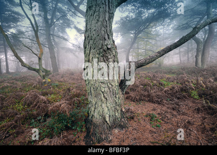 Bäume im Nebel Heide Hindhead Surrey Stockfoto