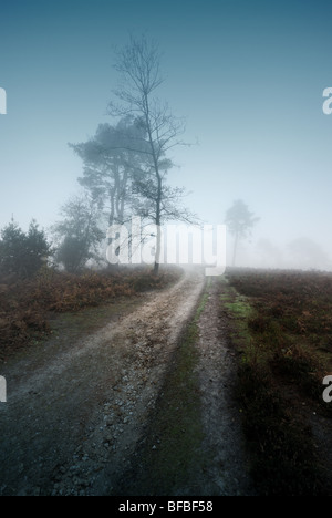 Bäume im Nebel Heide Hindhead Surrey Stockfoto