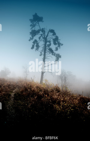 Bäume im Nebel Heide Hindhead, Surrey Stockfoto