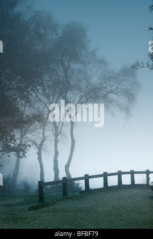 Bäume im Nebel Heide Hindhead Surrey UIK Stockfoto