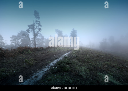 Bäume im Nebel Heide Hindhead Surrey Stockfoto