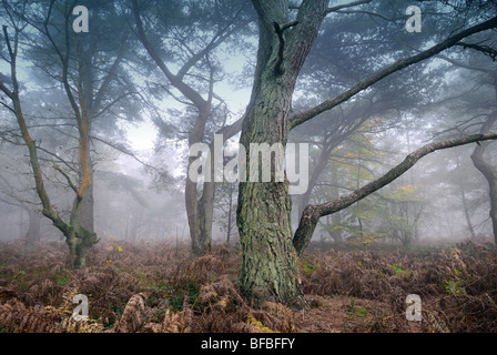 Bäume im Nebel Heide Hindhead Surrey Stockfoto