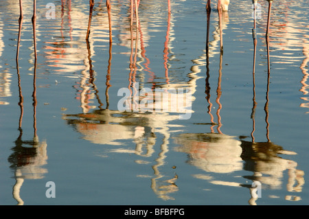 Abstrakte Reflexionen der großen Flamingos (Phoenicopterus ruber) im Flachwasser in der Camargue Provence Frankreich Stockfoto
