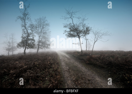 Bäume im Nebel Heide Hindhead Surrey Stockfoto