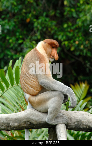 Rüssel Affen (Nasalis Larvatus) dominante männliche sitzen auf Zweig, Labuk Bay Sanctuary, Sabah, Malaysia, Borneo Stockfoto